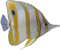 Chelmon Rostratus Chelmon Rostratus